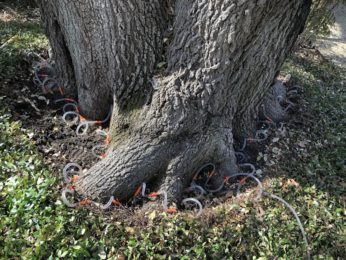 Detailed Tree Cabling and Bracing job site in South Wayne