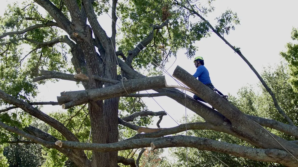 Professional Crown Thinning performed by certified arborists in South Wayne