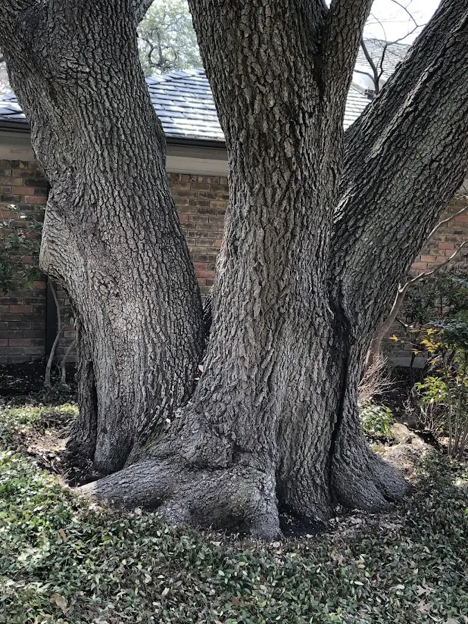 Mature heritage tree close to a South Wayne property cared for by certified arborists